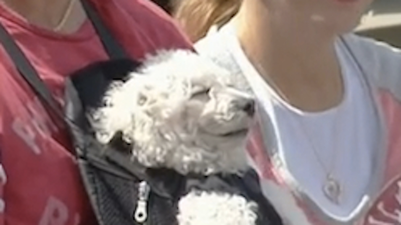 Illustration for article titled I Wish I Was This Dog In A Baby Carrier At The Phillies Game